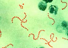 Streptococcus pyogenes (cause of scarlet fever and puerperal fever)